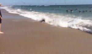 Des centaines de requins chassent en bord de plage, presque échoués!
