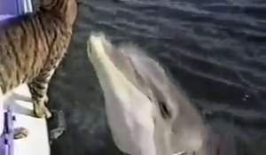 Un dauphin sympathise avec un chat