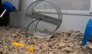 Un hamster qui fait de la roue…à l'envers