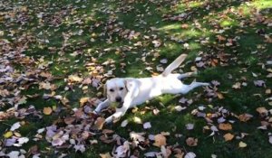 Ce chien adore jouer dans un tas de feuilles mortes