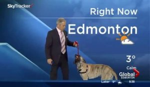 Un présentateur météo emmène son chien sur le plateau et pourri son bulletin en direct!