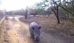 Un Bébé rhinocéros et un agneau jouent ensemble : adorable