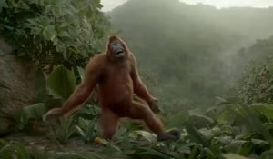 Un orang-outan danse pour une pub de jus d'orange