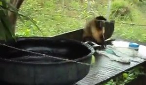 Un singe fait sa propre lessive!