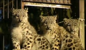 Première apparition publique des bébés léopards des neiges du zoo de Helsinki