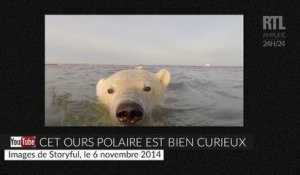 Attiré par une GoPro, un ours polaire suit un bateau