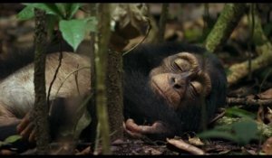 Bande-annonce : Chimpanzés (2) - VF