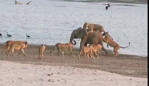 Un éléphanteau survit à l'attaque de 14 lions