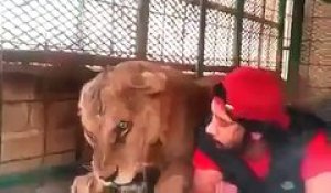 Cet homme amoureux des animaux fait sa sieste à côté d'une lionne !