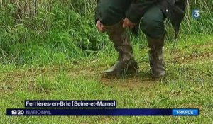 Félin en Seine-et-Marne : une fausse alerte