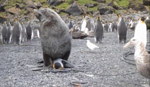 Dans l'Antarctique-Sud, des otaries agressent sexuellement des manchots