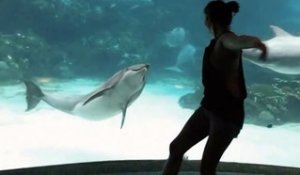 Une fille fait rire un dauphin en faisant la roue
