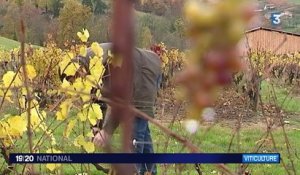 Le Beaujolais nouveau, un vin en quête de reconnaissance