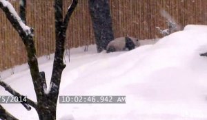 Grosse chute d'un Panda dans la neige (Zoo de Toronto)