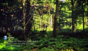 Bande-annonce : POURQUOI CHERCHER PLUS LOIN  "Autour de la forêt d'orient"