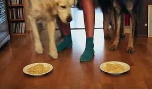 Deux chiens font un concours de bouffe