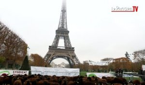 Moutons et éleveurs manifestent sous la Tour Eiffel contre le loup