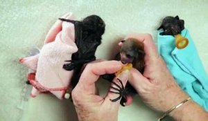 Sauvetage de bébés chauves-souris