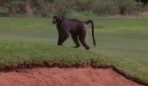 Un babouin s'invite sur un parcours de golf en pleine compétition