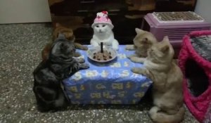 Des chats fêtent un anniversaire!!!