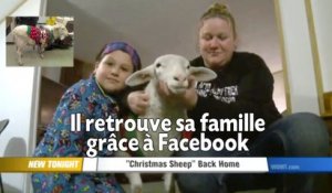 Un mouton retrouve sa famille grâce à Facebook