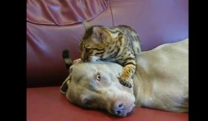 Un chat masse la tête d'un chien