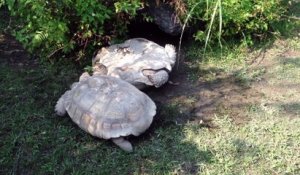 Tortues solidaires : une tortue va aider son congénère coincé sur le dos et lui sauver la vie