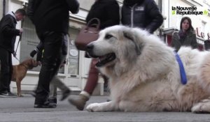 VIDEO. Des chiens dressés se confrontent au milieu urbain