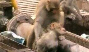 Un singe héroïque sauve un singe électrisé sur les rails