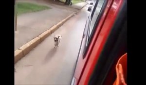 Un chien poursuit l'ambulance qui transporte son maître malade!