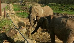 Zoo de Thoiry: les animaux dans le froid