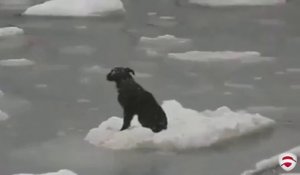 un chien sauvé sur un morceau de glace