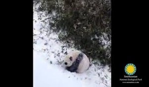 Bao Bao, un bébé panda, découvre la neige