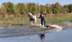 Surf camarguais