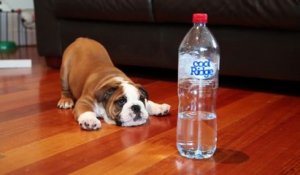 Bébé bulldog VS bouteille d'eau