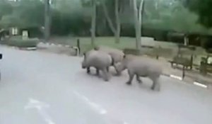 Rihanna et ses deux amies (rhinocéros) se sauvent de leur zoo