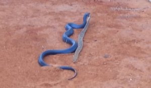 Un serpent bleu indigo mange un serpent à sonnette