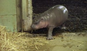 Naissance d'un bébé hippopotame pygmée dans un zoo anglais!