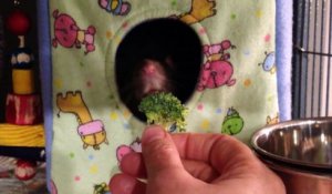 Ce rat déteste vraiment les brocolis!