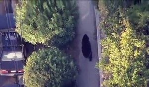 Un gars qui textote ne voit pas qu'il marche près d'un ours! Flippant...
