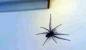 Ne jamais embêter une grosse araignée...