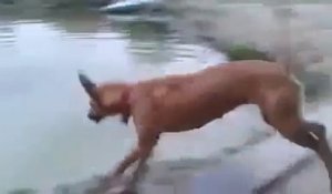 Un chien sauve son maître qui simule une noyade