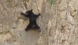 Surprenant : un ours escalade une montagne