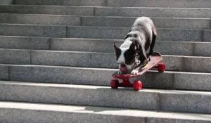 Tuxedo, l'incroyable terrier boston qui fait du skate !