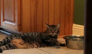 Douche Ce Chat Boit L Eau Directement Sous La Douche Sur Orange Videos