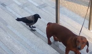 Un corbeau attaque un chien... Oiseau vicieux!