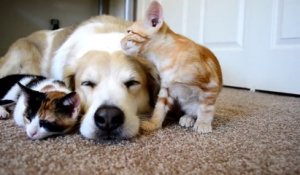 Un chien dort avec 2 chatons : trop mignon!