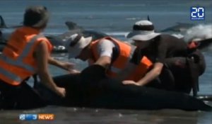 Près de 200 baleines s'échouent en Nouvelle-Zélande