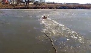 Un homme casse la glace pour sauver un chien errant