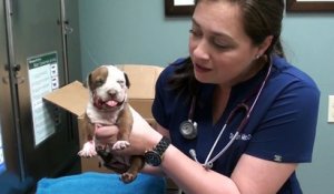 Un bébé pitbull avec la machoire cassée sauvé par des vétérinaires!